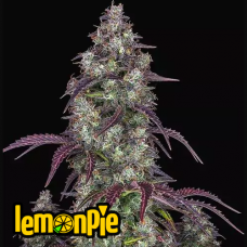 Lemon Pie Auto - FastBuds